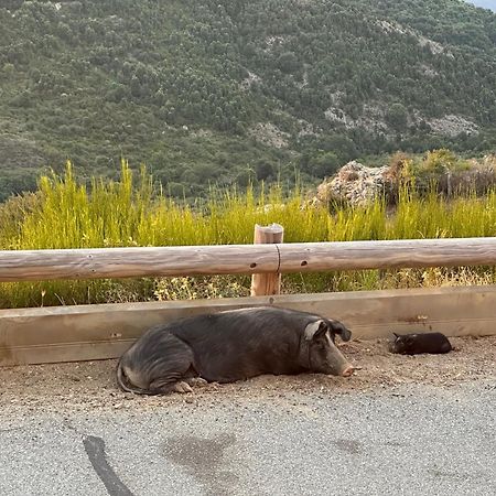 Ferme Auberge Du Col De La Vaccia Olivese Dış mekan fotoğraf