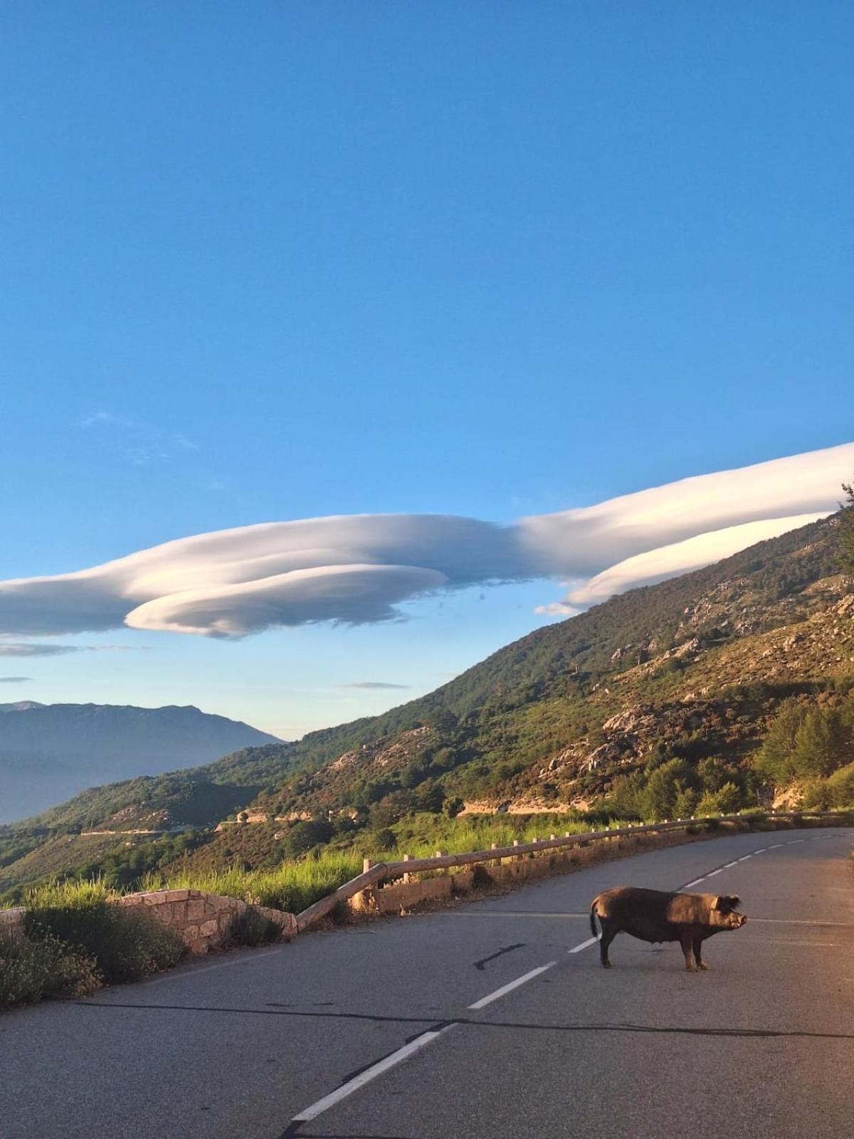 Ferme Auberge Du Col De La Vaccia Olivese Dış mekan fotoğraf