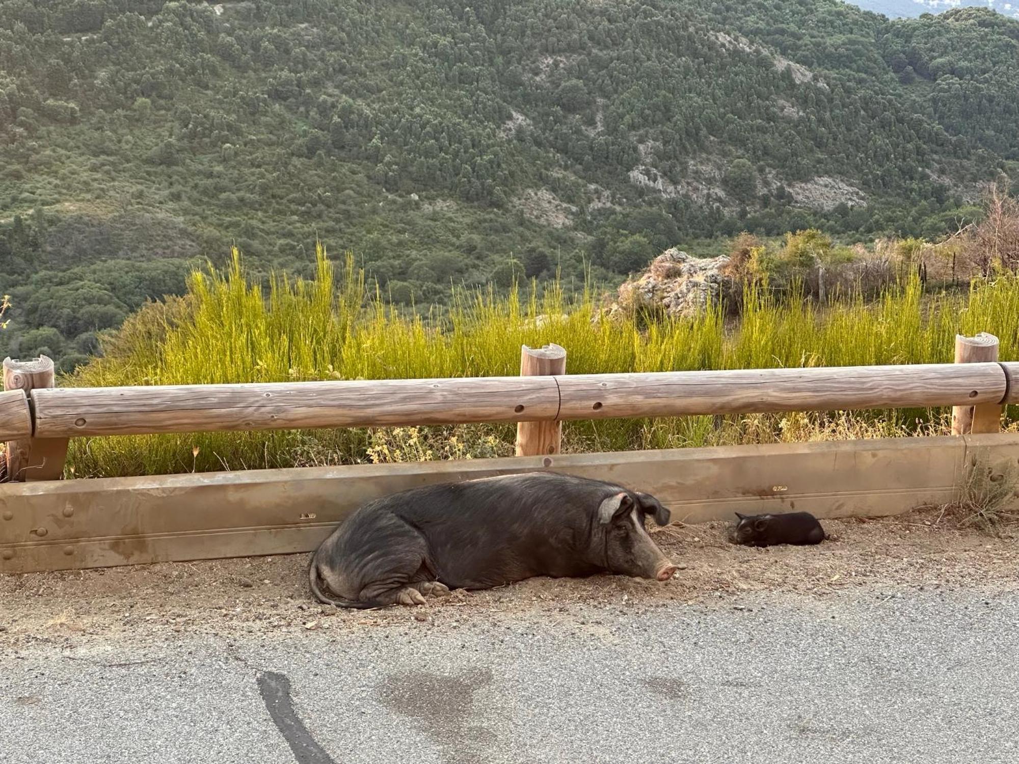 Ferme Auberge Du Col De La Vaccia Olivese Dış mekan fotoğraf