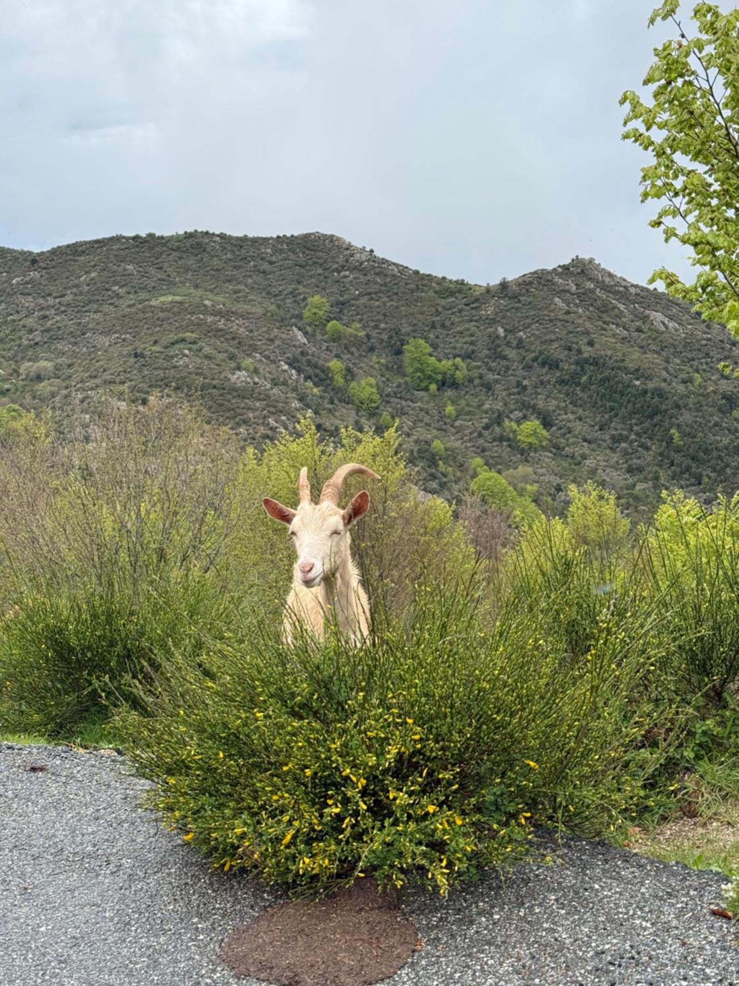 Ferme Auberge Du Col De La Vaccia Olivese Dış mekan fotoğraf